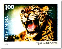 Indian Stamp On Leopard