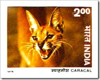 Indian Stamp On Caracal