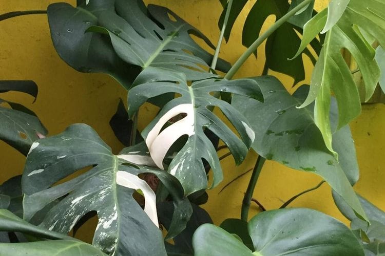 Rawat Tanaman Monstera Anda dengan 3 Cara Mudah Ini!
