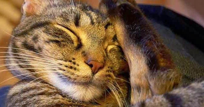 5 Rekomendasi Obat Kucing Flu Di Apotik Hewan Paling Ampuh