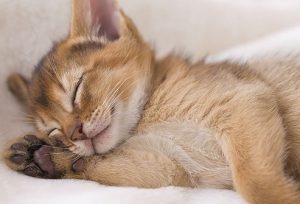 5 Rekomendasi Obat Kucing Flu Di Apotik Hewan Paling Ampuh
