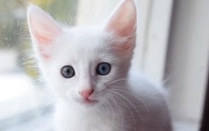 Cara Mengobati Kucing Pipis Terus dengan Mudah