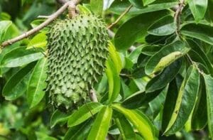 3 Cara Mengolah Daun Sirsak untuk Obat Hernia Terbaru
