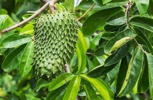 3 Cara Mengolah Daun Sirsak untuk Obat Hernia Terbaru